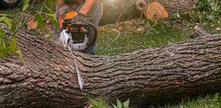 Trusted Cambridge City, IN Tree Removal Experts