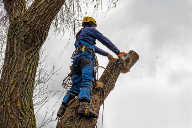 Best Fruit Tree Pruning  in Cambridge City, IN